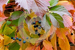 Wild black and dark blue berries on a twining bush in autumn, colorful leaves in the color of the velvet season