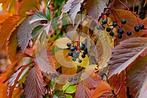 Wild black and dark blue berries on a twining bush in autumn, colorful leaves in the color of the velvet season