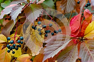 Wild black and dark blue berries on a twining bush in autumn, colorful leaves in the color of the velvet season