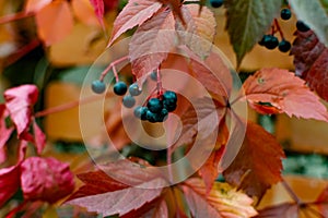 Wild black and dark blue berries on a twining bush in autumn, colorful leaves in the color of the velvet season