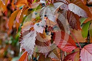 Wild black and dark blue berries on a twining bush in autumn, colorful leaves in the color of the velvet season