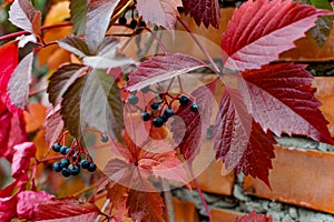 Wild black and dark blue berries on a twining bush in autumn, colorful leaves in the color of the velvet season