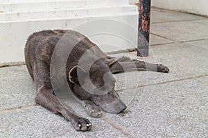 Wild black dog sitting on the street