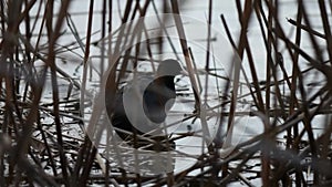 wild black duck coot on a nest in dry reeds