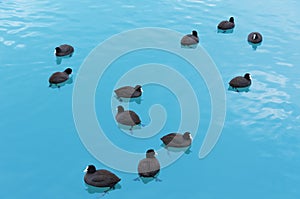 Wild black ducks floating in open water