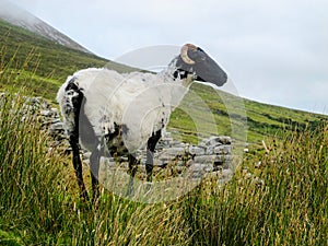 Wild Black headed sheep on the side of a mountain