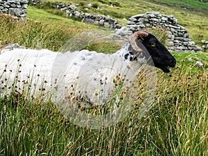 Wild Black headed sheep on the side of a mountain