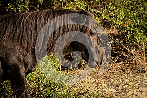 A Wild Black Horse with Shaggy Mane Standing in Wild Grass and Bushes On a Beach at Corolla, North Carolina