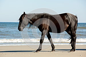 A Wild Black Horse Walking Along the Beach Next to Low Breaking Waves at Corolla, North Carolina