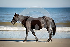 A Wild Black Horse Walking Along the Beach Parallel with a Low Rolling Breaking Wave at Corolla, North Carolina