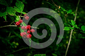 Wild black and red berries growing in the bush under the sun of Azerbaijan. Fruits of the blackberry. Caucasus forest fruits.