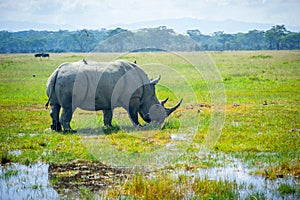 Wild black rhino eating grass