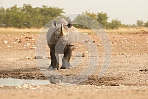 Wild black rhinoceros, Diceros bicornis, front view, dangerous animal staring at camera, standing on the rim of waterhole.