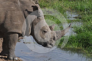 Wild black rhinoceros at the drinking hole