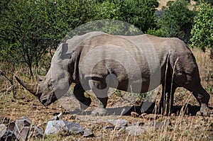 Wild Black Rhinoceros roaming in the Pilanesberg Nature Reserve