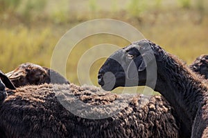 Wild black sheep field background