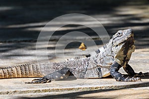 Wild Black spiny-tailed iguana, Black iguana, or Black ctenosaur. Riviera Maya, Cancun, Mexico.