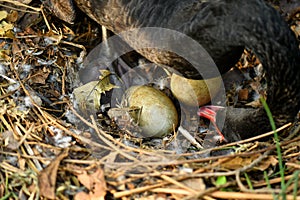 Wild black swan nest with eggs