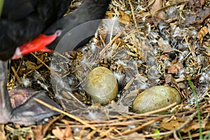 Wild black swan nest with eggs