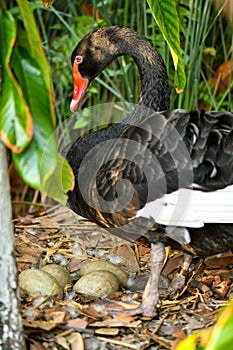 Wild black swan nest with eggs