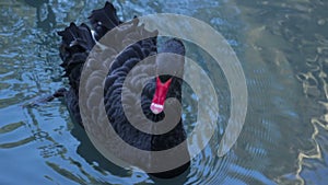 Wild black swans swimming in the pond