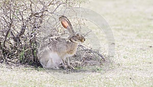 Wild Black-tailed Jackrabbit (Lepus californicus) photo