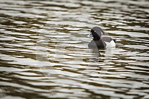 Wild black and white bird, tufted duck on water