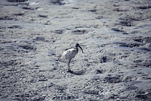 Wild  black and White Ibis on the Berbera Coastline photo