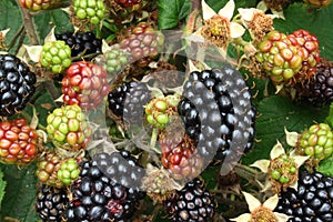 Wild blackberries