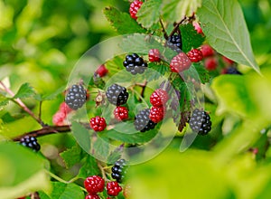 Wild Blackberries