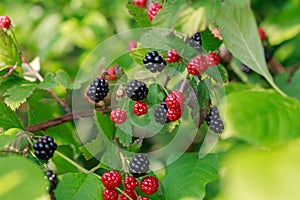 Wild Blackberries