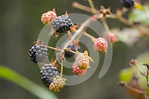 Wild Blackberries