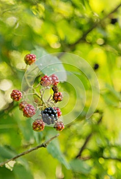 Wild blackberries