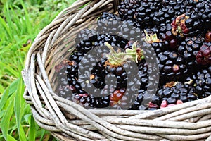 Wild blackberries in basket