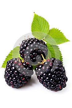 wild blackberries. blackberry berry