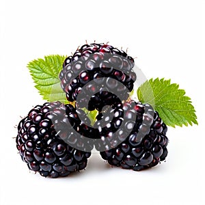 wild blackberries. blackberry berry