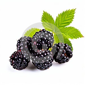 wild blackberries. blackberry berry