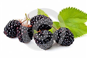 wild blackberries. blackberry berry