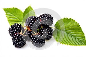 wild blackberries. blackberry berry