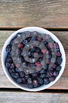 Wild blackberries in a bowl