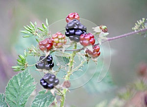 Wild blackberries (brambles) ripening on the bush