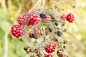 Wild blackberries or brambles (Rubus fruticosus), ripening on the bush in autumn