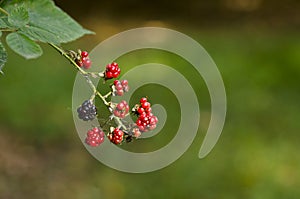 Wild blackberries