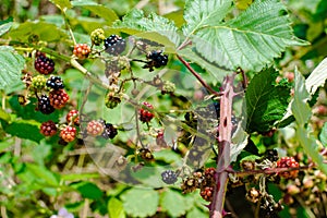 Wild blackberries