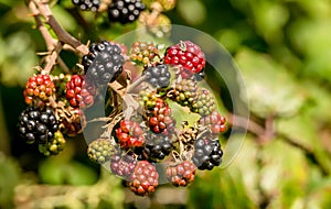 Wild Blackberries Close Up