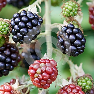 Wild blackberries