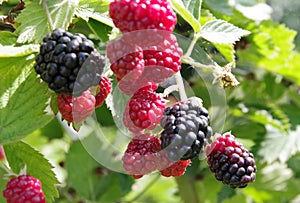 Wild blackberries in different states of maturity photo