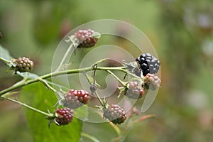 Wild Blackberries