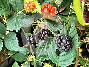 wild blackberries in the forest ready to be picked