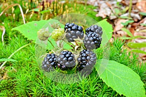 Wild blackberries in green moss